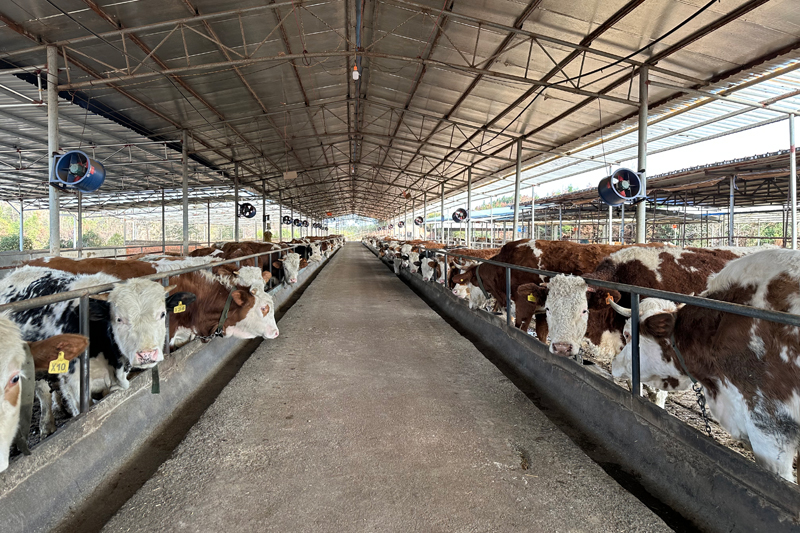 全州县三好农业开发有限公司养牛场。刘国艳摄