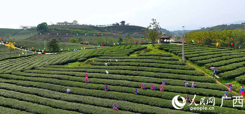 人們在大明山茶園體驗採茶。付華周攝