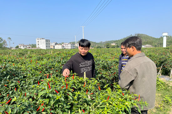 博白县原撂荒地现种满辣椒