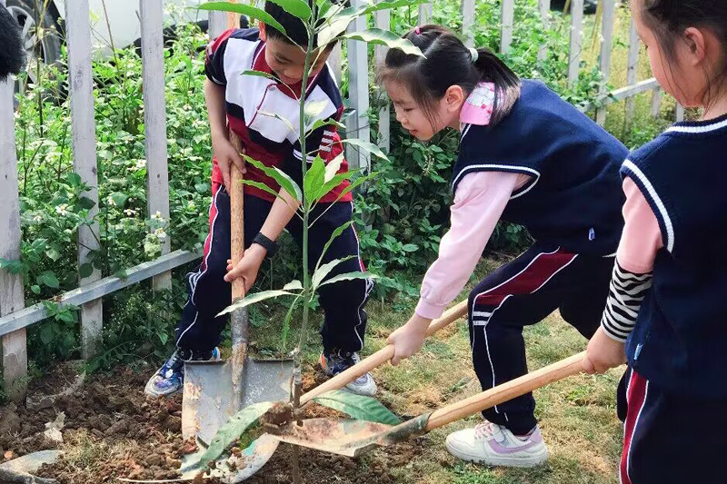 南宁市卫国小学开展植树实践活动。学校供图