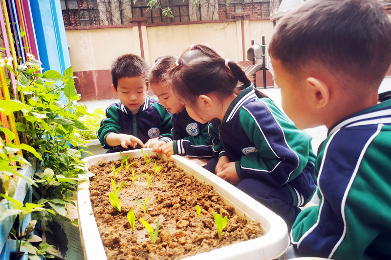 南宁市鲁班路幼儿园小朋友开展“植树节”主题实践活动。学校供图