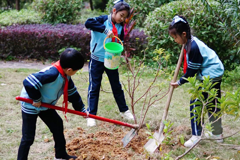 南宁市衡阳路小学开展植树活动。学校供图