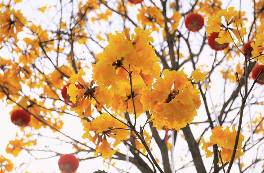黄花风铃绚烂绽放。