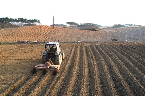 小长安镇牛毕村村民驾驶拖拉机整理土地准备种植甘蔗。