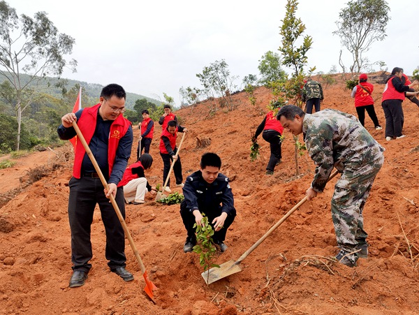 志愿者们为栽种下的茶苗填土。