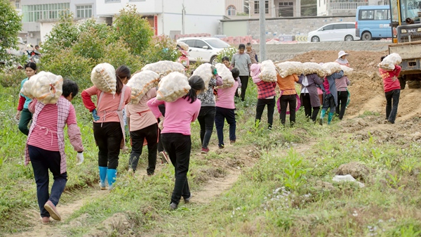 圖為村民搬運馬鈴薯。楊一帆攝