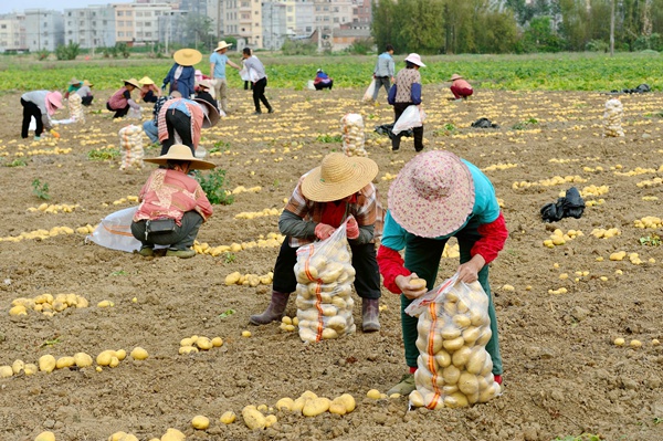 圖為村民採收馬鈴薯的情景。楊一帆攝