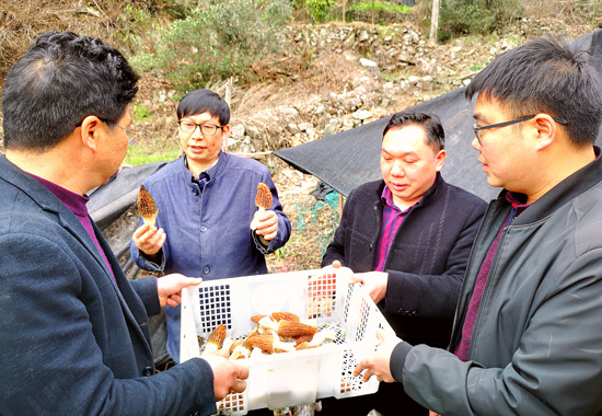 唐偉（左二）在介紹羊肚菌種植情況。陸仕臣攝
