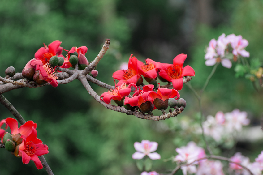 南宁市江南区：百花争艳满城香【2】