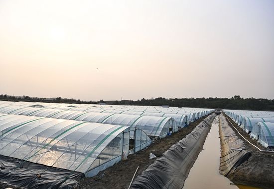 小棚对虾养殖已初具规模。