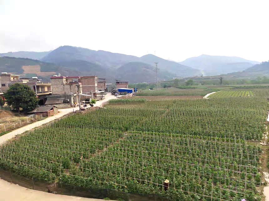 定安镇渭密村春黄瓜基地