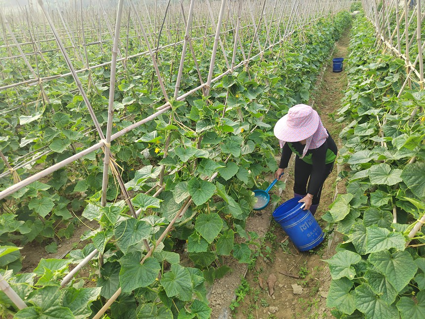 定安镇渭密村群众正在春黄瓜基地里浇水施肥