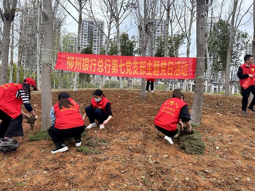 柳州银行第七党支部植草活动，柳州银行摄2