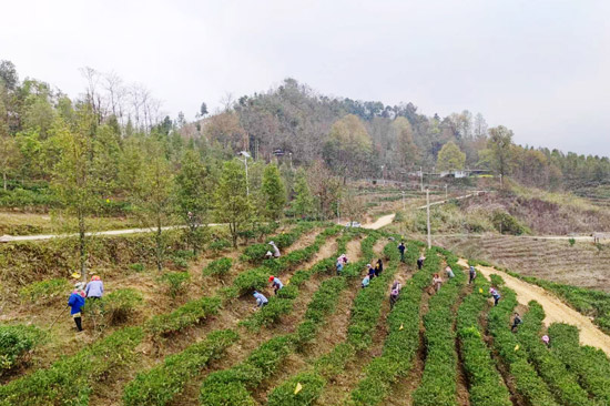 圖為茶山工人在除草。足別鄉人民政府供圖