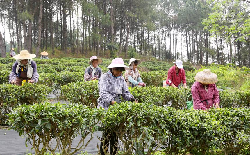 工人忙着采茶。韦东保摄