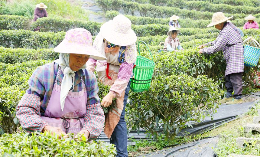 工人们忙着采茶。韦东保摄
