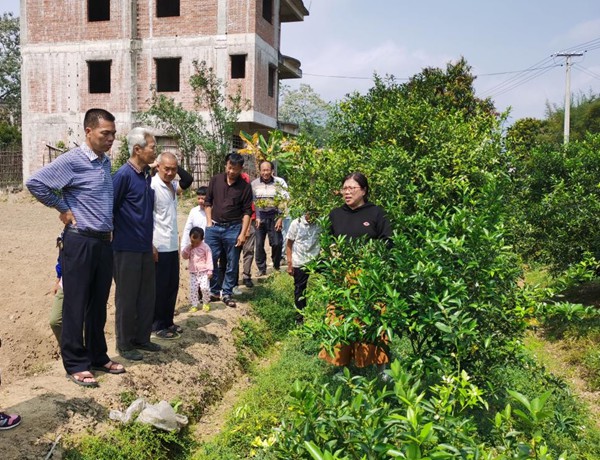 现场向种植户传授柑橘种植技术。广西大学农牧发展研究院供图