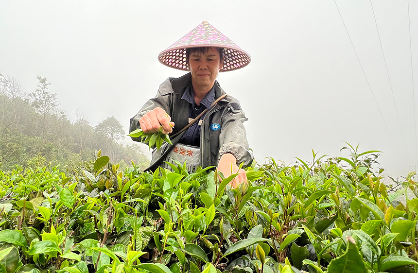 采茶。