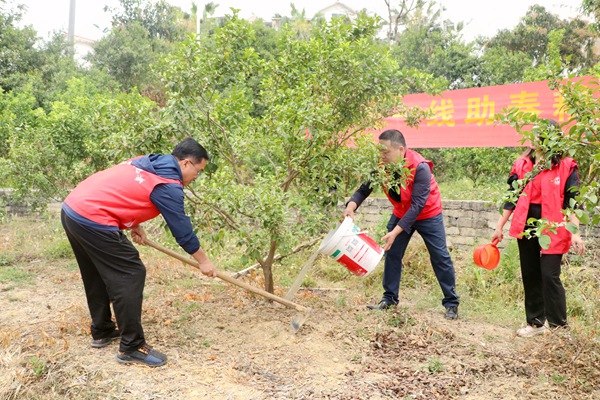 教师们给果树除草、浇水。