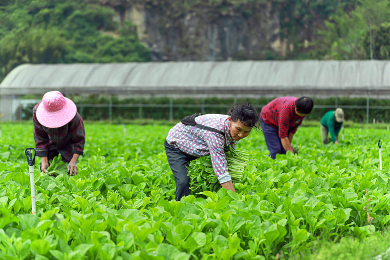 村民正在采摘蔬菜