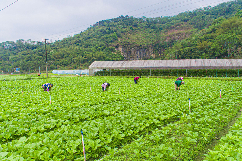 村民正在采摘蔬菜