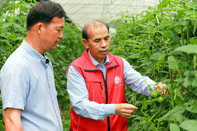 科技特派员杨树东正在向何善汉讲解蔬菜大棚种植反季蔬菜技术