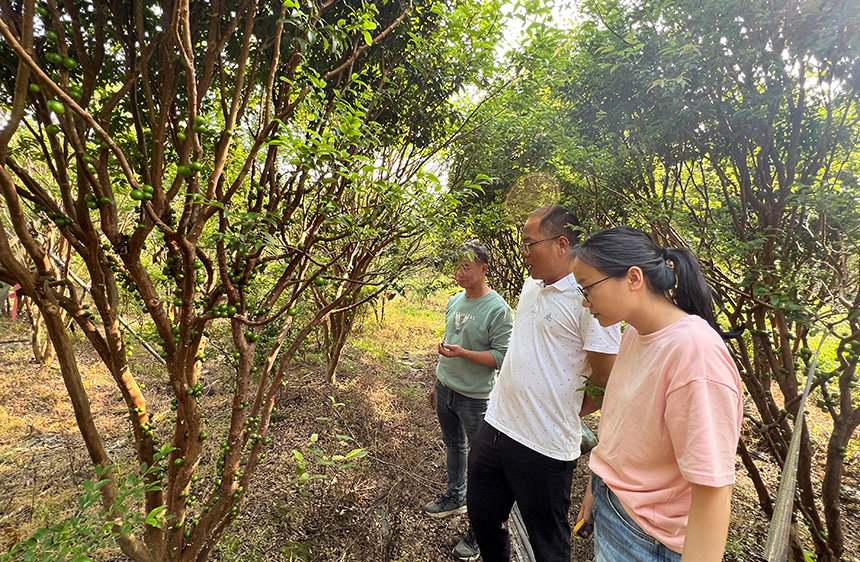 黄忠鹏与村干部在树葡萄基地察看果树结果情况。