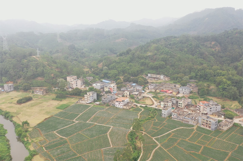 黄凌镇山口排村杨梅种植基地。