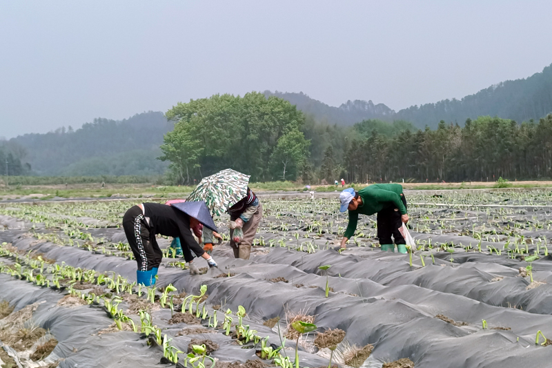 村民正在对芋头进行管护