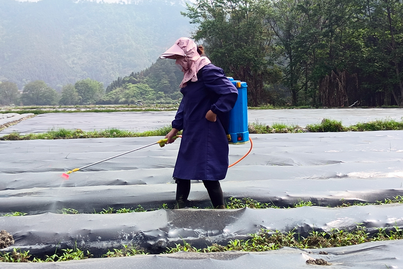 村民正在对芋头进行管护