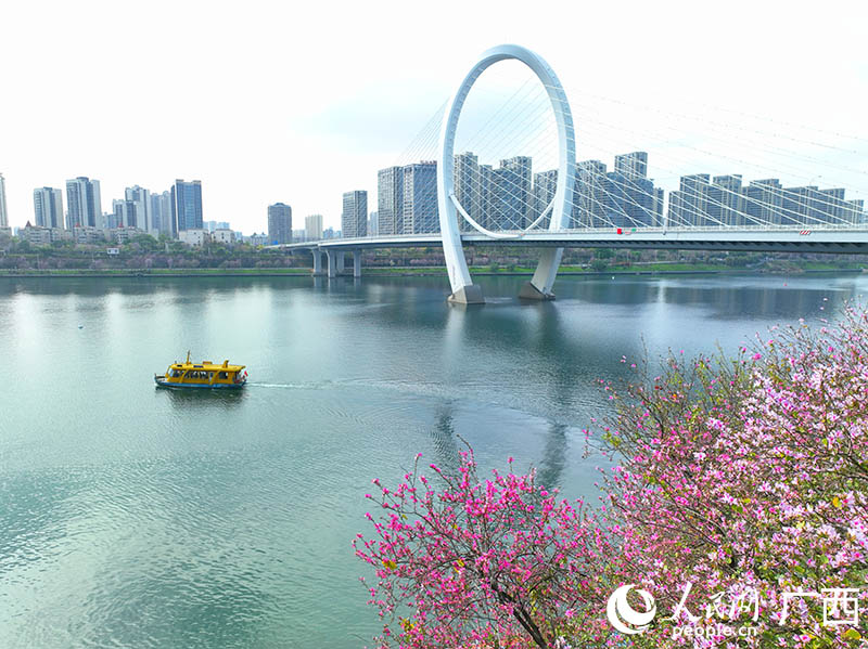 水上公交驶过紫荆花盛开的柳江河段。人民网 付华周摄