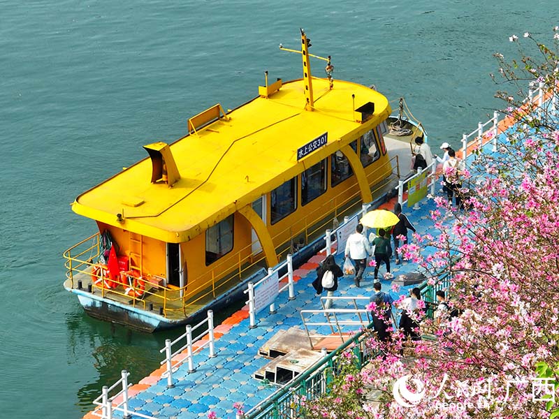 游客在紫荊花下排隊乘坐柳州水上公交。人民網 付華周攝