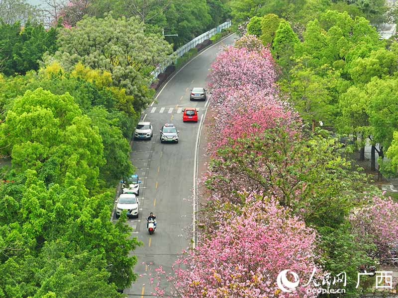 柳州市河東觀光路紫荊花開正盛。人民網 付華周攝