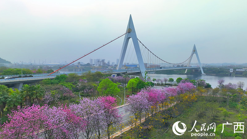 柳州市鹧鸪江大桥附近紫荆花盛开。人民网 付华周摄