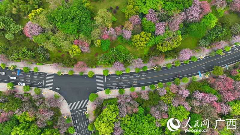 紫荆花盛开的柳州市区道路。人民网 付华周摄