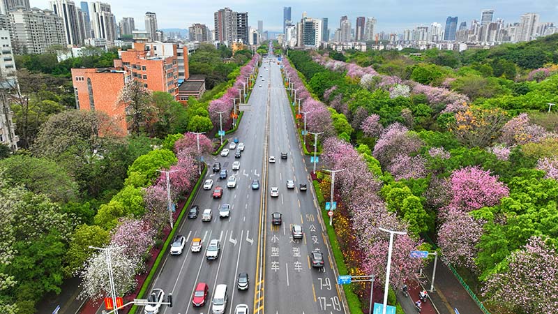 柳州市區潭中東路盛開的紫荊花。陳粵攝