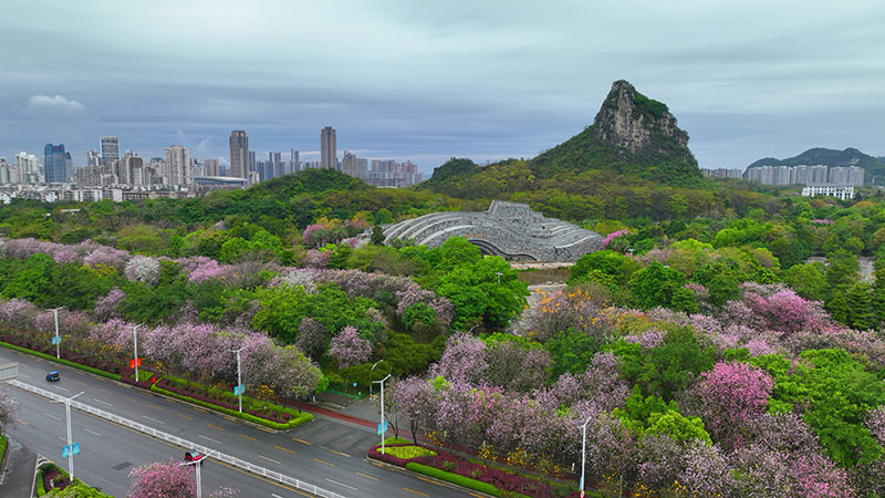 柳州马鹿山公园紫荆花盛开。陈粤摄