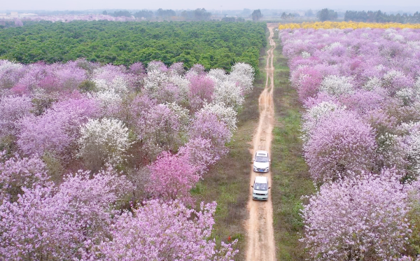 在平南縣臨江工業園附近，一大片紫荊花競相開放。蒙宇雲攝