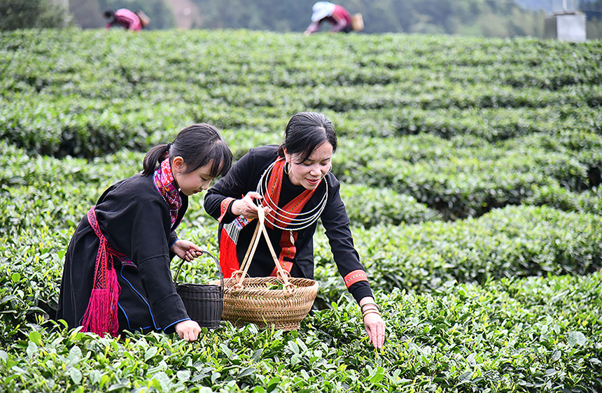 直播大樟鄉瑤家姑娘在茶園裡採茶。