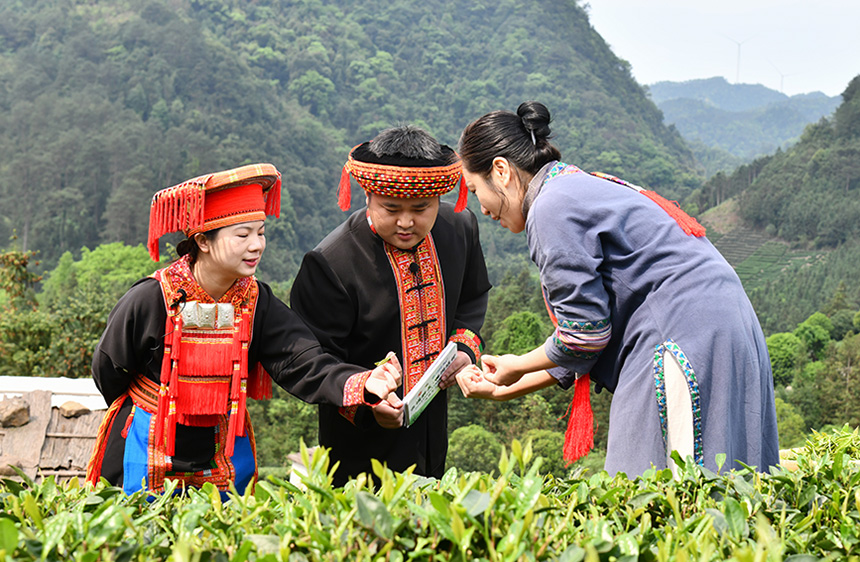主播和“推薦官”走進茶園體驗採摘茶葉。