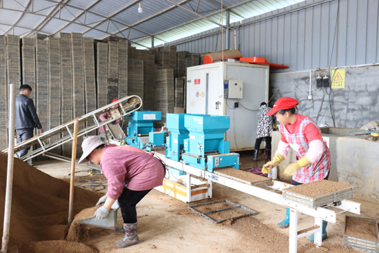 工人正在育秧成产线有序忙碌。兴安县崔家乡人民政府供图