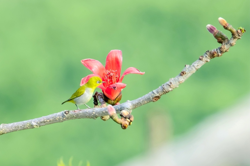 繡眼鳥。李世華攝