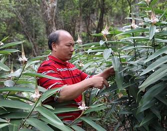 上思：林下種植中草藥 開基層醫療“良方”  行醫21載，李安東對十萬大山豐富的中草藥頗有研究。李安東介紹，益智仁一年結一次果，種植三年后才挂果，長勢良好的一年一棵可結果30至40斤，其主要功效是補腎養胃，搭配其他中草藥服用效果更佳。為發展林下中草藥種植，他經常翻看中藥書籍，還經常請教植物學專家。2018年，李安東根據益智仁在強光下無法存活的特點，在自家的八角林下開始試驗種植益智仁。截至目前，已擴種到500多畝。【詳細】 