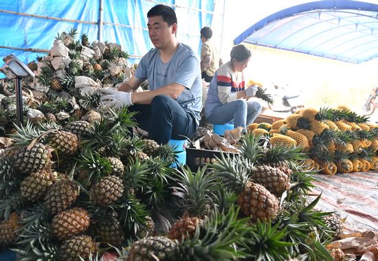 果農正在對鳳梨進行包裝。