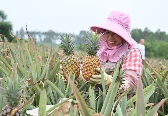村民正在採摘鳳梨。