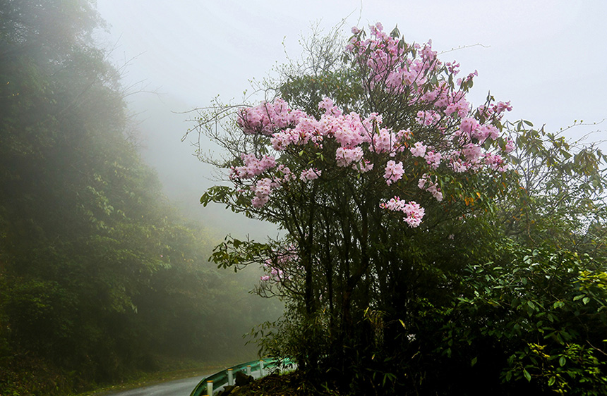 猫儿山上的高山杜鹃花。罗仁维摄