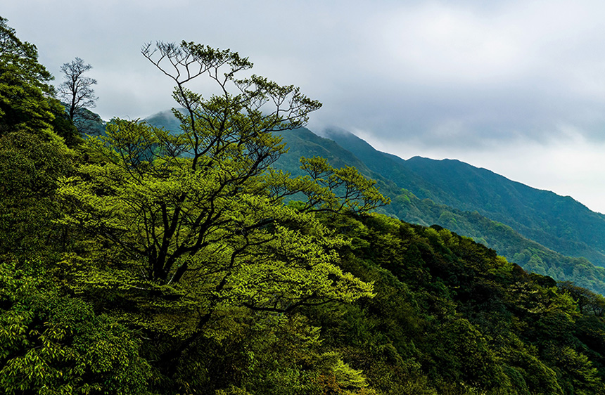 猫儿山上绿树远山自成风景。罗仁维摄