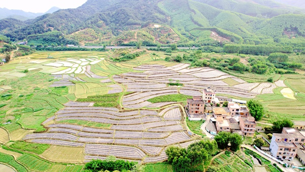 種草藥種植基地。