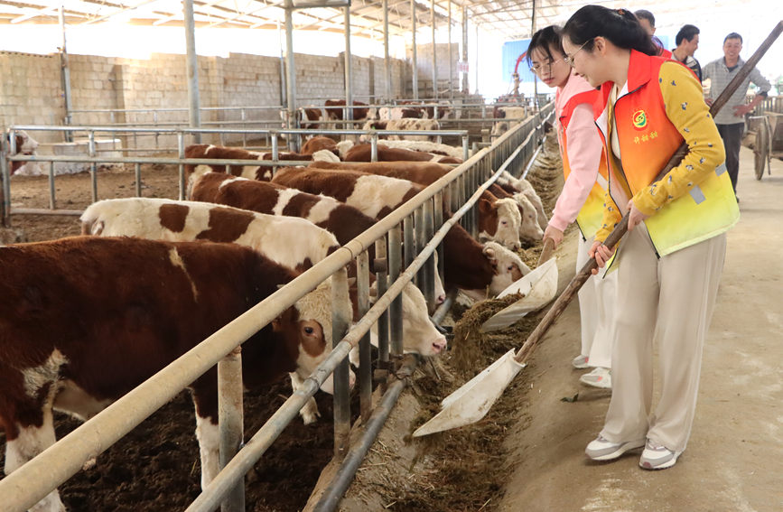 駐村干部在喂養肉牛。李虹瑩攝