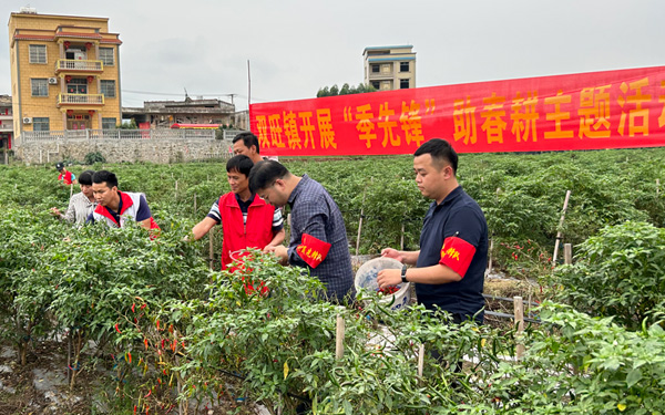 博白县双旺镇党员干部帮菜农采摘辣椒。博白县党员教育中心供图